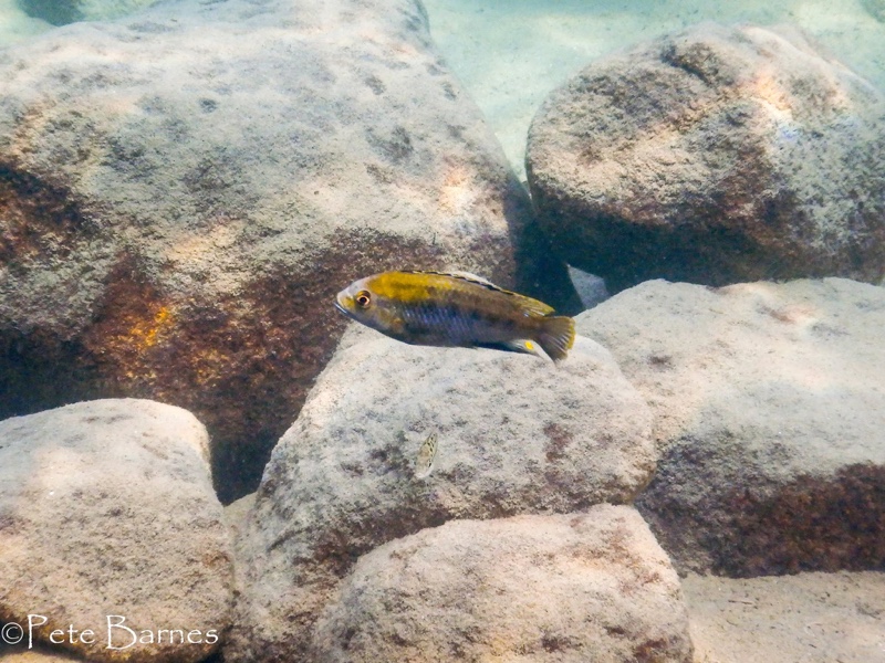 Cyathochromis obliquidens 'Mbamba Islands'